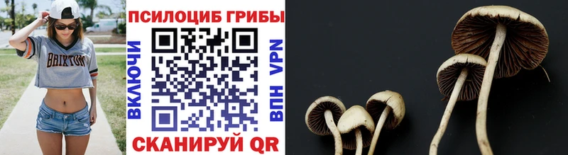 Галлюциногенные грибы Psilocybe  Королёв 